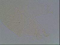 Diploechiniscus oihonnae image